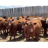 Image 1 : Big Bend - 780# Heifers - 75 Head (Taber, AB)
