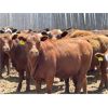 Image 2 : Big Bend - 780# Heifers - 75 Head (Taber, AB)