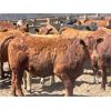 Image 3 : Big Bend - 780# Heifers - 75 Head (Taber, AB)