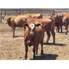 Image 5 : Big Bend - 780# Heifers - 75 Head (Taber, AB)