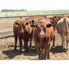 Image 6 : Big Bend - 780# Heifers - 75 Head (Taber, AB)