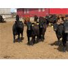 Image 2 : Lazy B Farm & Ranch - 800# Steers - 55 Head (Linden, AB)