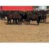 Image 6 : Lazy B Farm & Ranch - 800# Steers - 55 Head (Linden, AB)