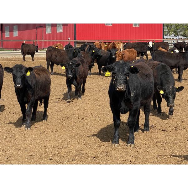 Lazy B Farm & Ranch - 725# Heifers - 40 Head (Linden, AB)