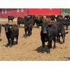 Image 1 : Lazy B Farm & Ranch - 725# Heifers - 40 Head (Linden, AB)