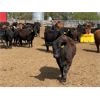 Image 3 : Lazy B Farm & Ranch - 725# Heifers - 40 Head (Linden, AB)