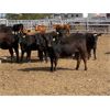 Image 4 : Lazy B Farm & Ranch - 725# Heifers - 40 Head (Linden, AB)
