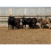 Image 5 : Lazy B Farm & Ranch - 725# Heifers - 40 Head (Linden, AB)