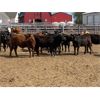Image 7 : Lazy B Farm & Ranch - 725# Heifers - 40 Head (Linden, AB)