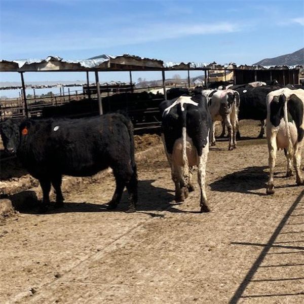 Idaho Dairies/Ranches - 107 Cows (Burley, ID)