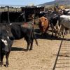 Image 3 : Idaho Dairies/Ranches - 107 Cows (Burley, ID)