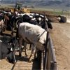 Image 4 : Idaho Dairies/Ranches - 107 Cows (Burley, ID)