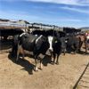 Image 5 : Idaho Dairies/Ranches - 107 Cows (Burley, ID)