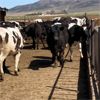 Image 1 : Idaho Dairies/Ranches - 107 Cows & 10 Heifers (Burley, ID)