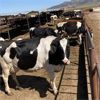 Image 3 : Idaho Dairies/Ranches - 107 Cows & 10 Heifers (Burley, ID)