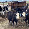 Image 1 : Idaho Dairies/Ranches - 122 Cows (Burley, ID)