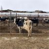 Image 3 : Idaho Dairies/Ranches - 122 Cows (Burley, ID)