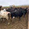 Image 5 : Idaho Dairies/Ranches - 122 Cows (Burley, ID)