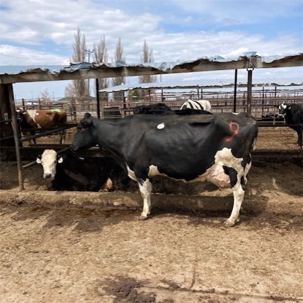 Idaho Dairies/Ranches - 34 Cows (Burley, ID)