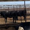 Image 2 : Idaho Dairies/Ranches - 34 Cows (Burley, ID)
