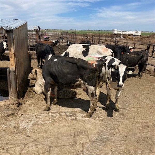 Idaho Dairies/Ranches - 45 Cows (Burley, ID)