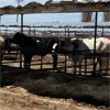 Image 4 : Idaho Dairies/Ranches - 45 Cows (Burley, ID)