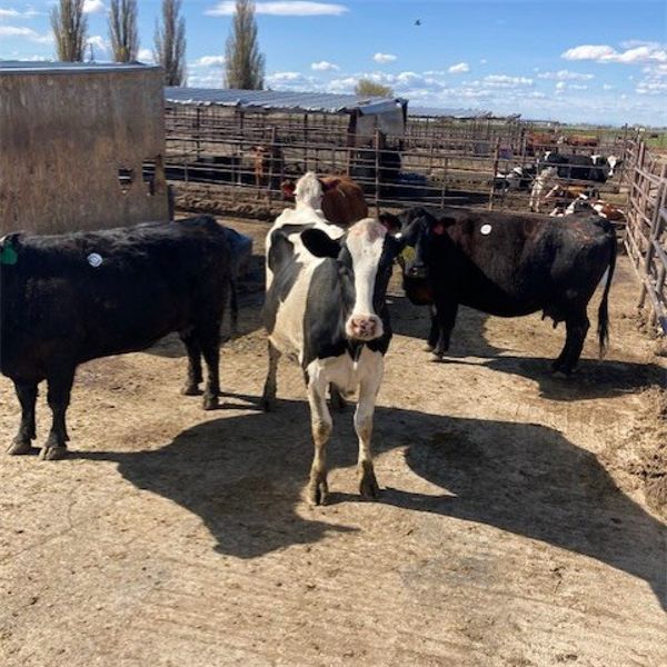 Idaho Dairies/Ranches - 45 Cows (Burley, ID)