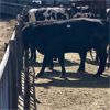 Image 2 : Idaho Dairies/Ranches - 45 Cows (Burley, ID)