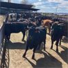 Image 4 : Idaho Dairies/Ranches - 45 Cows (Burley, ID)