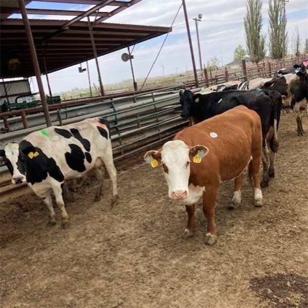 Idaho Dairies/Ranches - 68 Cows (Burley, ID)