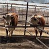 Image 2 : Idaho Dairies/Ranches - 68 Cows (Burley, ID)