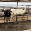 Image 4 : Idaho Dairies/Ranches - 68 Cows (Burley, ID)