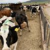 Image 5 : Idaho Dairies/Ranches - 68 Cows (Burley, ID)