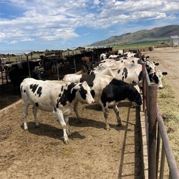 Idaho Dairies/Ranches - 65 Cows & 5 Heifers (Burley, ID)