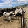 Image 1 : Idaho Dairies/Ranches - 65 Cows & 5 Heifers (Burley, ID)