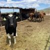 Image 4 : Idaho Dairies/Ranches - 65 Cows & 5 Heifers (Burley, ID)