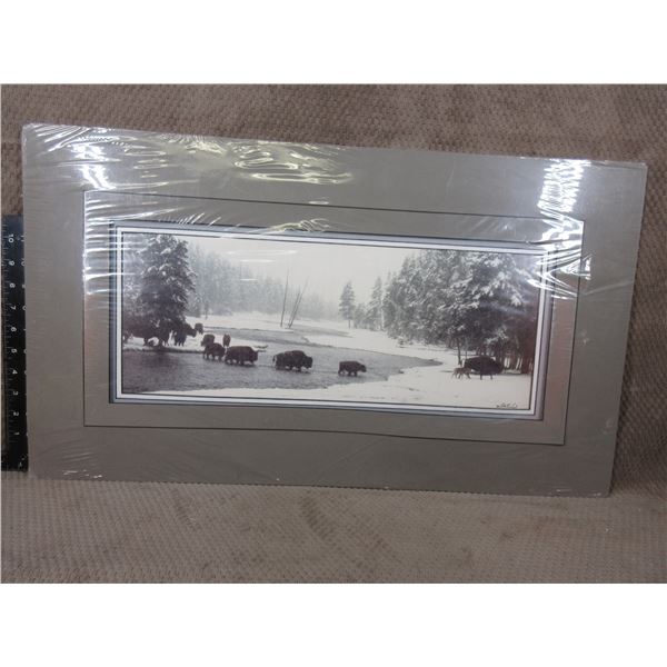 Large Colour Photo of Buffalo Crossing a Stream