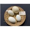 Image 1 : 4 COLLECTABLE HOLLOWED OSTRICH EGGS IN WICKER BASKET