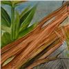 Image 3 : African Turaco by Katon Original