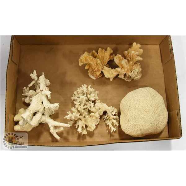 ASSORTED LOT OF CORAL PIECES