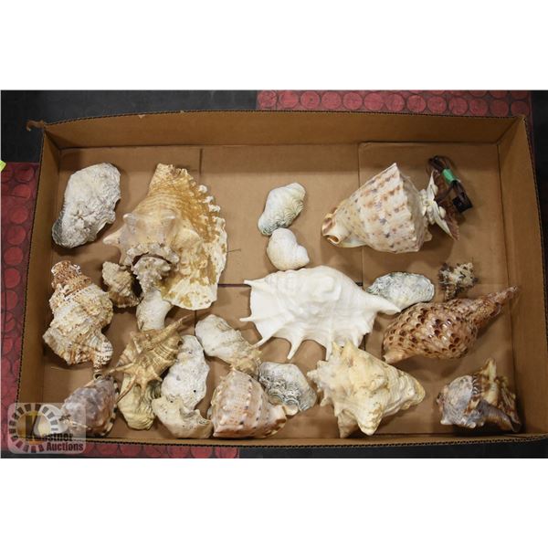 LOT OF ASSORTED ESTATE SEASHELLS