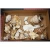 Image 1 : LOT OF ASSORTED ESTATE SEASHELLS