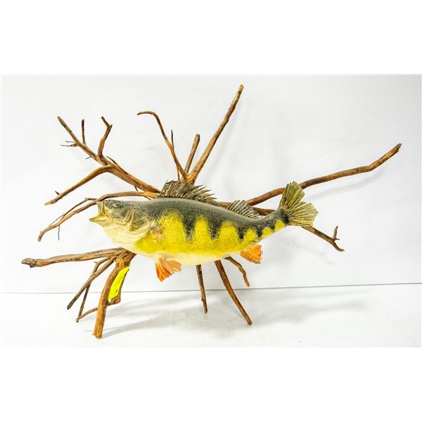 YELLOW PERCH MOUNT