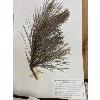 Image 2 : 1950's UNIVERSITY OF LAVAL - HERBARIUM - BOTANY STUDY SAMPLES