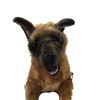 Image 4 : The Dog Stuffed German Shepard dog Movie Props