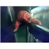 Image 4 : The Last Witchunter Kaulder (Vin Diesel) Ring Movie Props