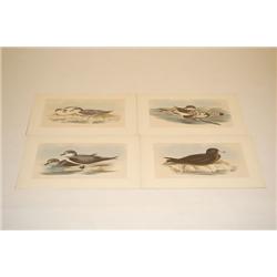(4) J. GOULD & H.C. RICHTER BIRD PRINTS - COLOR LITHOS OF SE