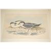 Image 2 : (4) J. GOULD & H.C. RICHTER BIRD PRINTS - COLOR LITHOS OF SE
