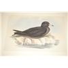 Image 5 : (4) J. GOULD & H.C. RICHTER BIRD PRINTS - COLOR LITHOS OF SE