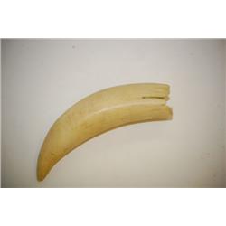 OLD 5" WHALE'S TOOTH - CURVED 5" OLDER TOOTH OF A SMALLER SP